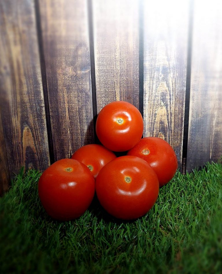tomate allongée BIO